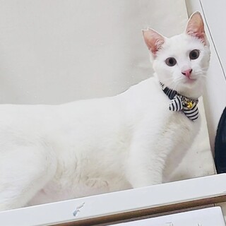 愛想抜群！シュっと男前なシロちゃん【FIV陽性】