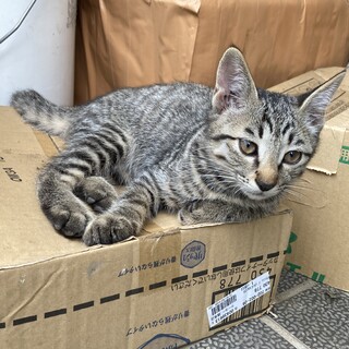 元気なキジトラの男の子‼️