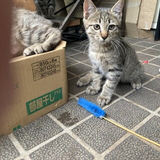 可愛いキジトラの男の子‼️