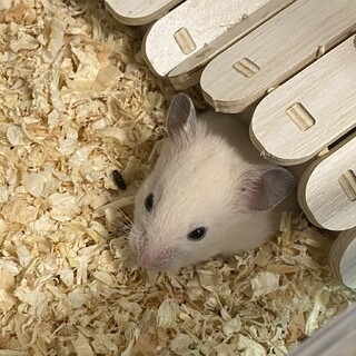 長毛ハムスター×キンクマの赤ちゃん2匹