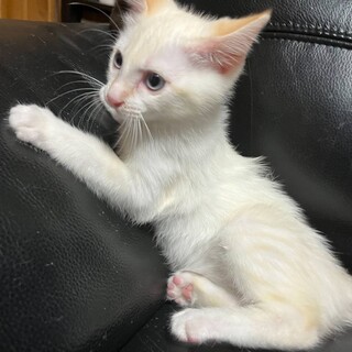 クリーム色　マノ　オス  2ヶ月