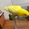 サザナミインコ