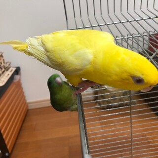 サザナミインコ