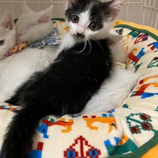 チョビ髭女の子マーブル