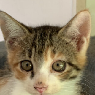 ４姉妹三毛♡みつちゃん♀３か月