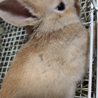 生後54日のミニウサギの赤ちゃんの里親募集します！
