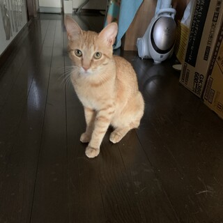 茶トラの里親募集！