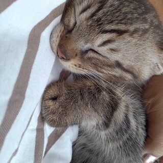 ふわふわキジ 2ヶ月 男の子