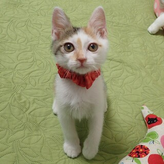 【7/16東銀座】かのんちゃん　2ヶ月半♪