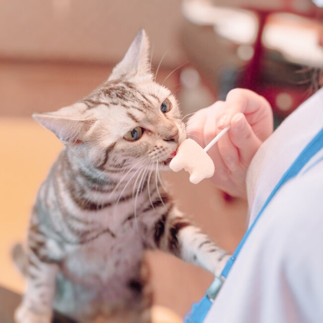 ねこ大明神のカバー写真