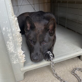 人懐っこい男の子です