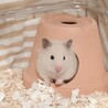 まんだはん