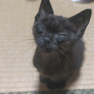 かわいい黒猫さんです☆