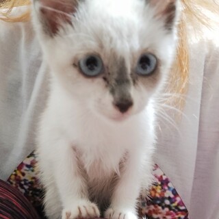 ネズミ捕りにかかり保護した、シャムミックスの子猫