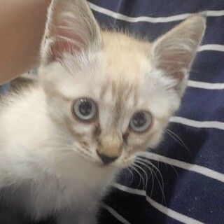 【ブルーアイ】シャムトラちゃん