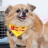尻っぽフリフリ可愛いチワワミックス♡リシャちゃん サムネイル3
