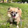 尻っぽフリフリ可愛いチワワミックス♡リシャちゃん サムネイル4