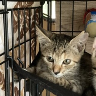 元気いっぱいキジトラ女の子