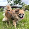 尻っぽフリフリ可愛いチワワミックス♡リシャちゃん サムネイル5