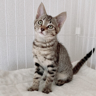 【7/16譲渡会】ミナちゃん