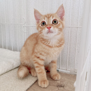 【7/16譲渡会】ロクくん