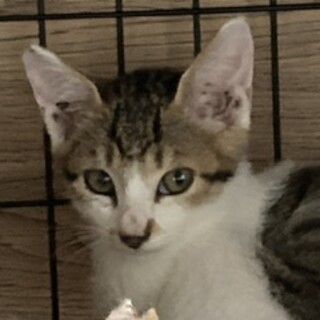 なかよし4兄弟のキジ白　風くん