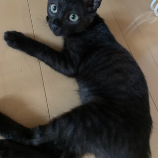 とても元気で可愛い黒猫ちゃんの里親さん募集
