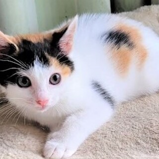 綺麗な白三毛の、もなちゃん