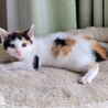 綺麗な白三毛の、もなちゃん サムネイル4