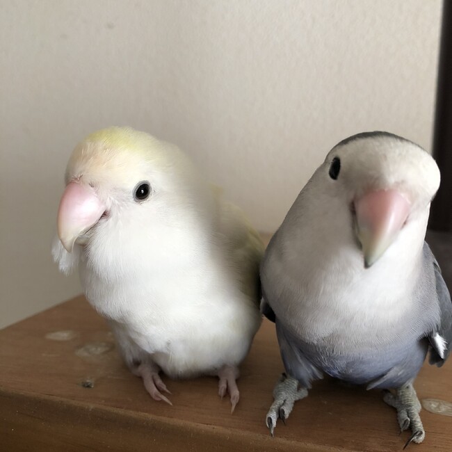 Kumimamaのカバー写真