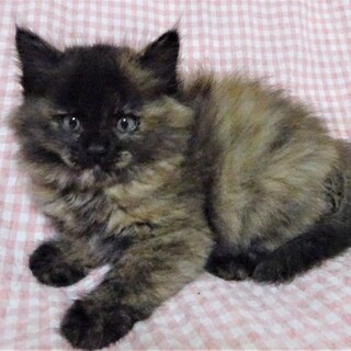 長毛さび猫のメロディーちゃん