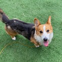 めちゃくちゃ美犬さん♡コーギー