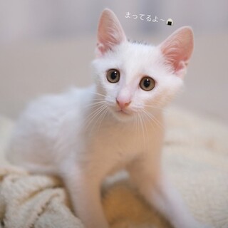 可愛い柄の　にぎちゃん❥