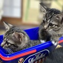 子猫の里親さん募集