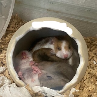 ゴールデンハムスターの里親募集