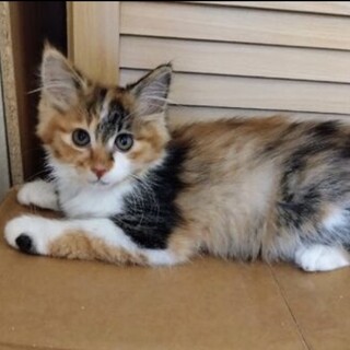 ３ヶ月の可愛い「アリエル」