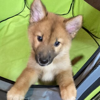 保健所からレスキュー！　人懐っこいチャチャ君！