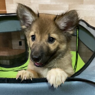 保健所からレスキュー！　元気いっぱい　ププ君！