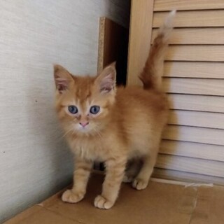 ３ヶ月の可愛い「あらし」