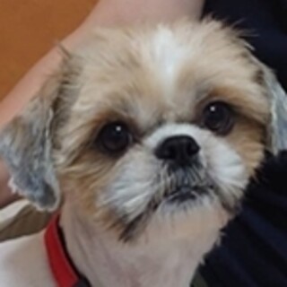 保護犬ナンバーＤ１６０９　シーズー