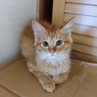 ４ヶ月の可愛い「ひびき」