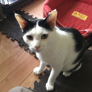 大きな元野良猫の里親さん募集！