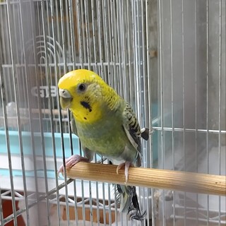 セキセイインコ♀9歳の里親様募集