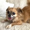 尻っぽフリフリ可愛いチワワミックス♡リシャちゃん サムネイル2