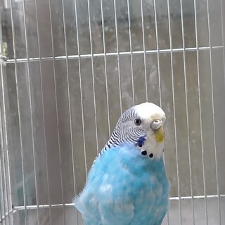 セキセイインコ♀9歳の里親様募集