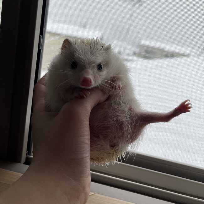 とんとん1996のカバー写真