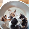 約3週間ほどの子猫 里親さん募集中！ 