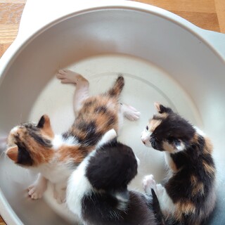 約3週間ほどの子猫 里親さん募集中！ 