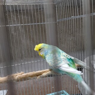 ジャンボセキセイインコ♀9歳の里親様募集