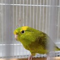 サザナミインコ兄弟8歳の里親様募集